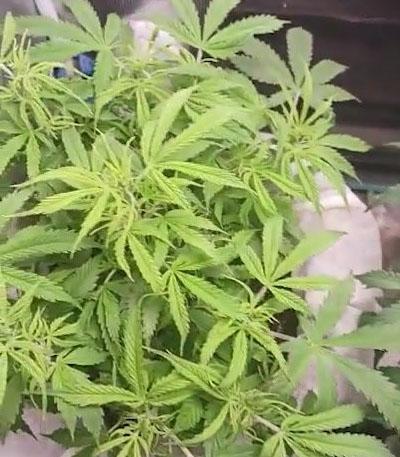 Семена сорта Gelato Auto fem (Herbies Seeds)