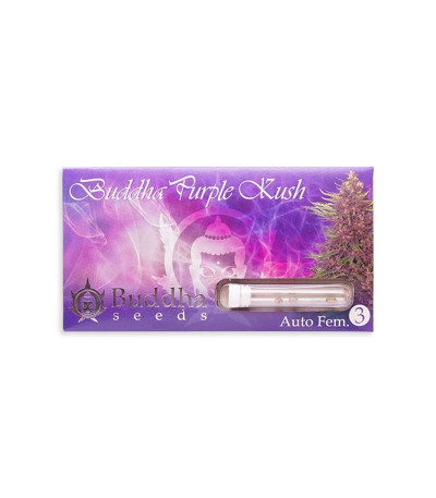 Семена сорта Buddha Purple Kush auto fem