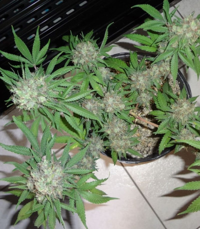 Семена сорта C99 fem (Female Seeds)