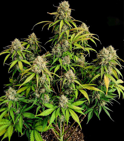 Семена сорта Original Auto Chemdawg fem (FastBuds)