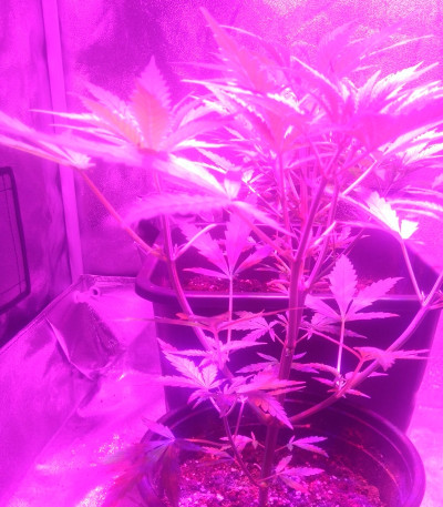 Семена сорта SexBud fem (Female Seeds)