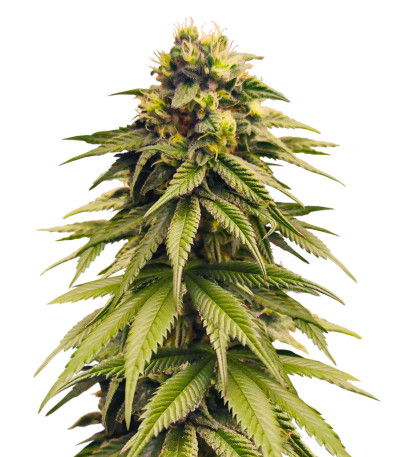 Семена сорта Bruce Banner #3 fem (Herbies Seeds)