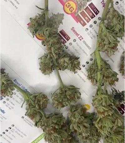 Семена сорта Critical fem (Royal Queen Seeds)