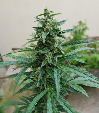Семена сорта Auto Afghan Mass fem (00 Seeds)