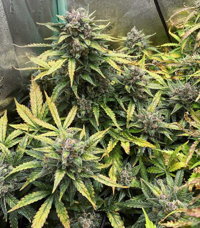 Семена сорта Auto Ak (Auto Ak 47) fem (Семяныч)