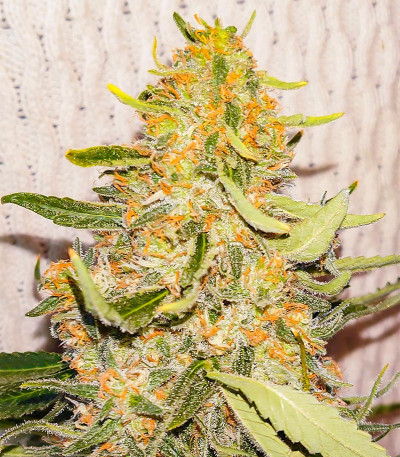 Семена сорта Ultimate Chemdog Fast Version fem (Семяныч)