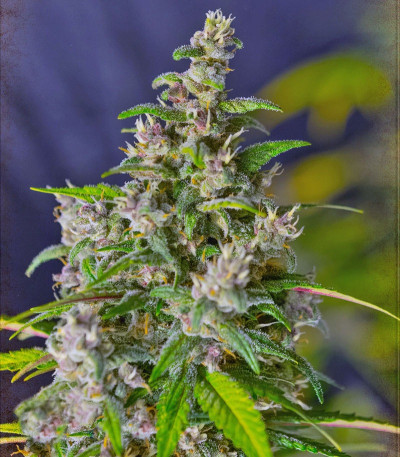 Семена сорта NYC Diesel Auto fem (Sweet Seeds)