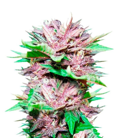 Семена сорта Auto Dark Purple fem (Delicious Seeds)