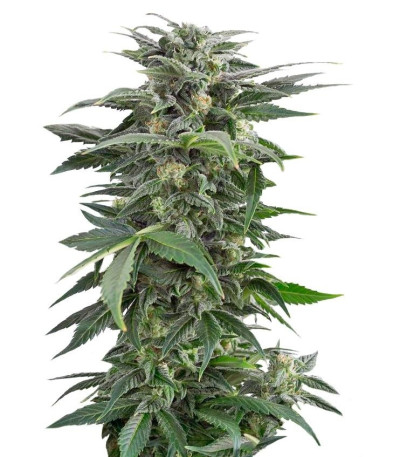 Семена сорта Haze XXL Autoflowering fem