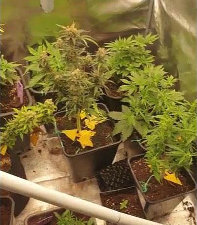 Семена сорта Sour Strawberry fem (Barney's Farm)