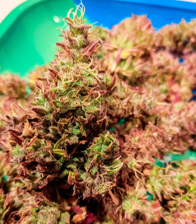 Семена конопли сорта Zoap от 7CH American