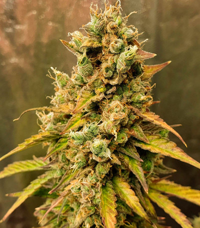 Семена сорта Amnesia Lemon Auto fem (Семяныч)