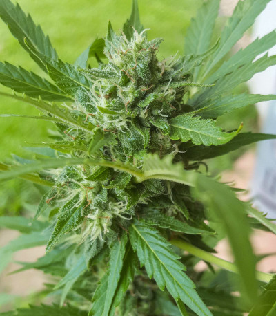 Семена сорта Auto Daiquiri Lime fem (Dutch Passion)