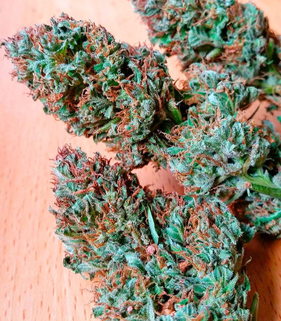 Семена сорта Serious 6 reg (Serious Seeds)