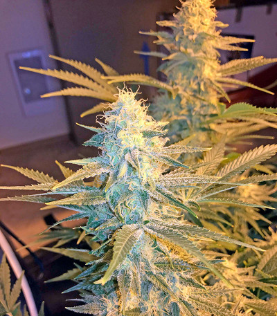 Семена сорта Snow White (Big Bud) fem (Nirvana Seeds)