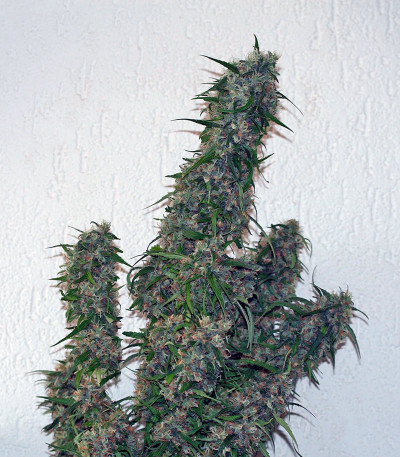 Семена каннабиса Malana Bomb Auto 