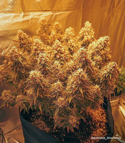 Семена сорта Gorilla Cookies Auto fem (FastBuds)
