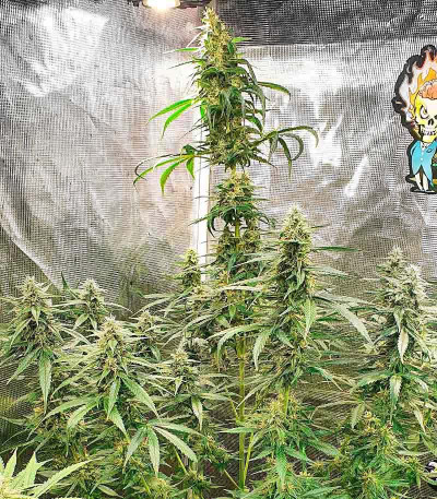 Семена сорта Auto Zkittlez fem (Advanced Seeds)