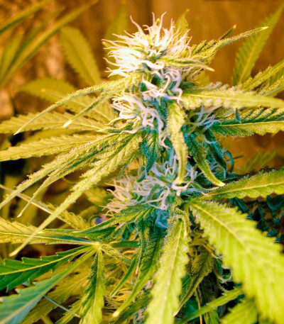 Семена сорта Chronic Haze fem (World of Seeds)