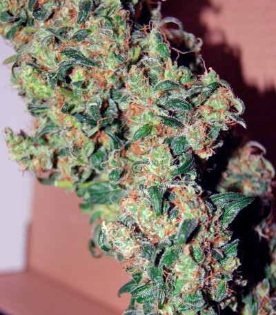 Семена каннабиса Freddy's Best