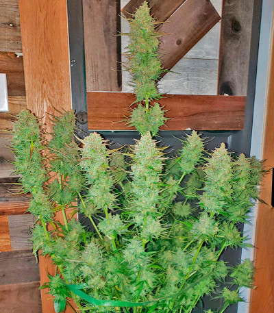 Семена сорта Mimosa Shot fem (Herbies Seeds)