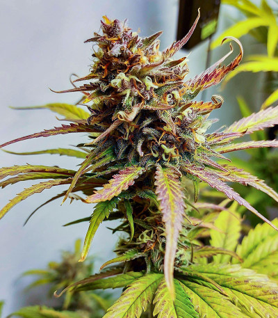 Семена сорта Cherry Cola Auto fem (FastBuds)