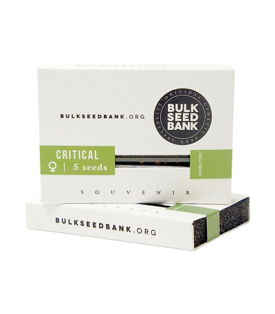 Семена конопли Critical в оригинальной упаковке