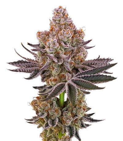 Семена сорта Jam fem (UKHTA)