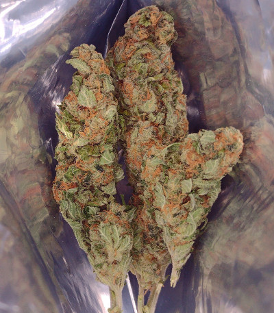 Семена сорта Canadian Kush 2.0 fem