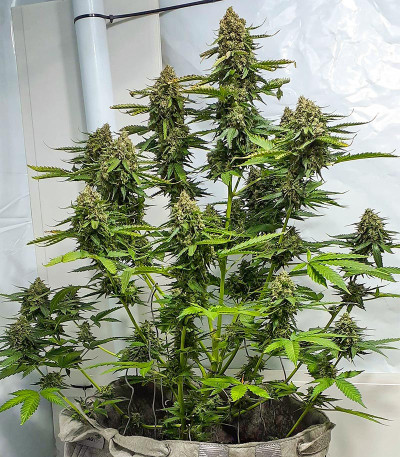 Семена сорта Auto Chronic Monster XXL fem (Victory Seeds)