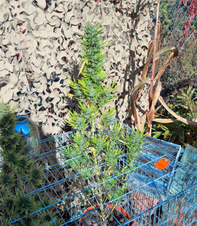 Семена сорта Colombian Gold fem (World of Seeds)