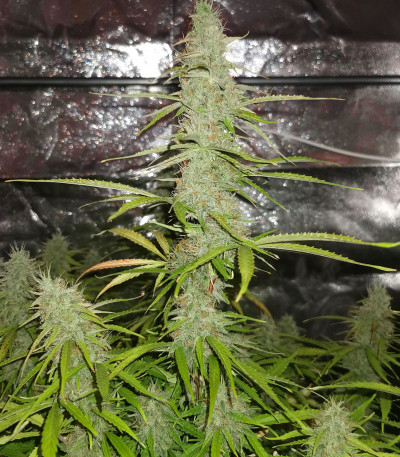 Семена сорта Girl Scout Cookies Auto fem (Nirvana Seeds)