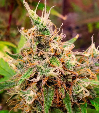 Семена сорта Strawberry Cheesecake Auto fem от Humboldt Seed Company