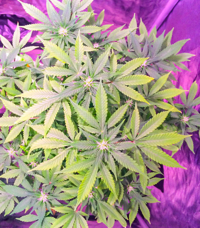 Семена сорта Auto Dark Purple fem (Delicious Seeds)