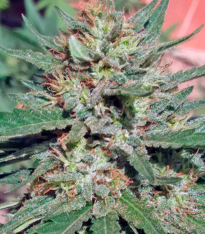 Семена сорта Black D.O.G. fem