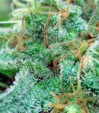 Сорт конопли Blue Hash