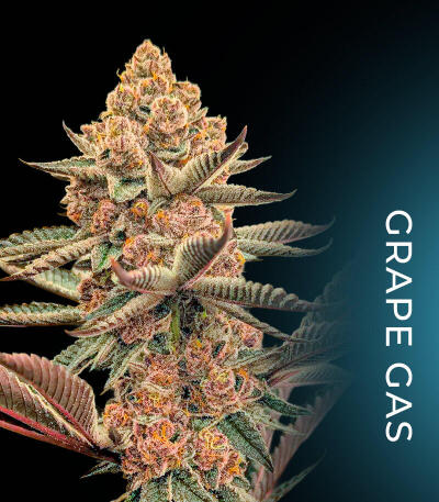 Семена сорта Fruit Riot fem (Compound Genetics)