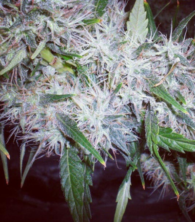 Семена сорта ICE fem (Female Seeds)