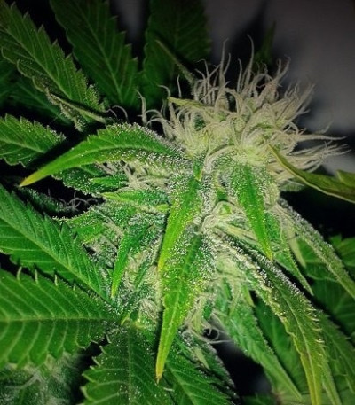 Семена сорта O.G. Kush fem (Royal Queen Seeds)