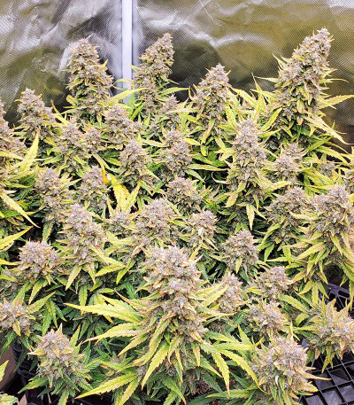 Семена сорта Original Big Bud Auto fem (FastBuds)