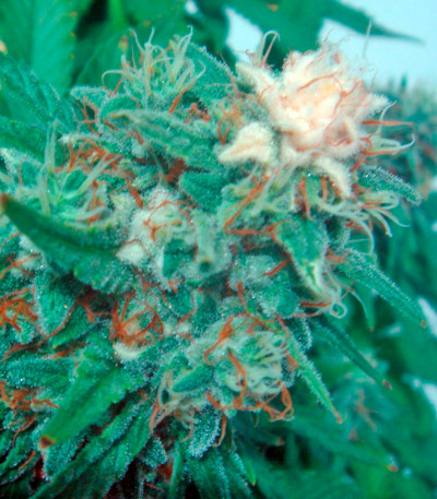 Семена сорта Pato #1 fem