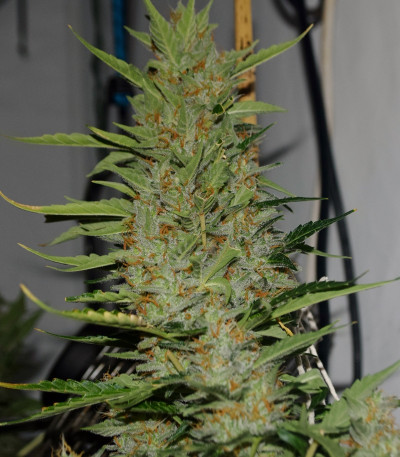 Семена сорта Turbo Bud Auto fem (Heavyweight Seeds)