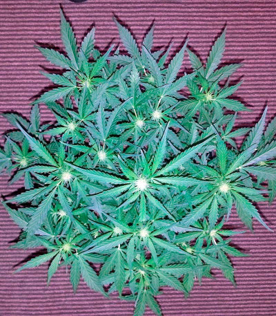 Семена сорта Haze 2.0 Autoflowering fem