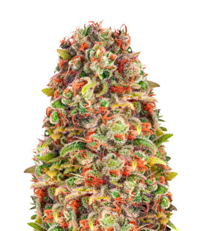 Семена сорта Mandarine 47 fem (Anesia Seeds)