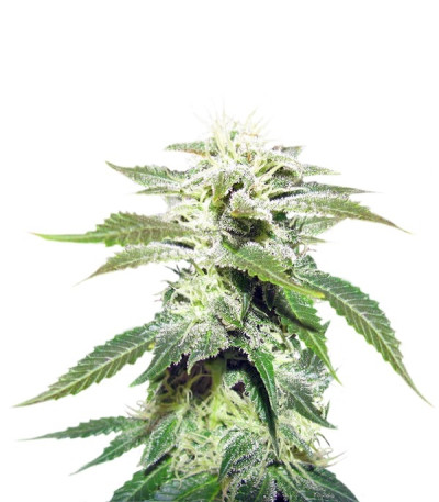 Семена сорта Original White Widow (IBL) fem
