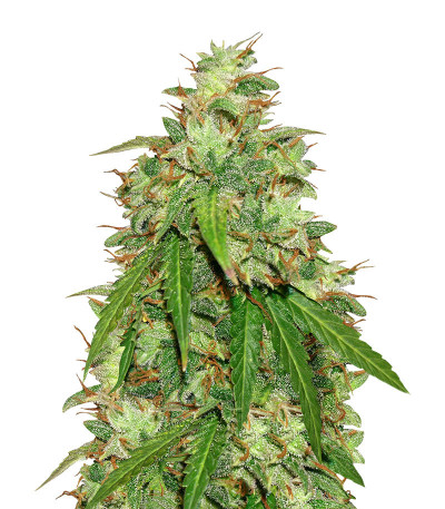Семена сорта Girl Scout Cookies Auto fem (Original Sensible Seeds)