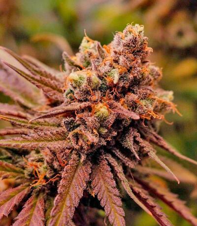 Семена сорта Nuggz R1 fem (Ethos Genetics)