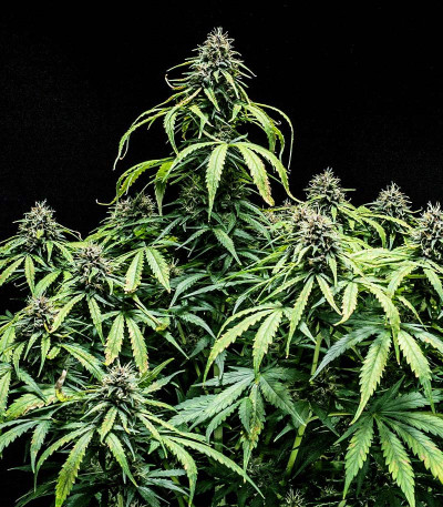 Семена сорта Watermelon Auto fem (Семяныч)