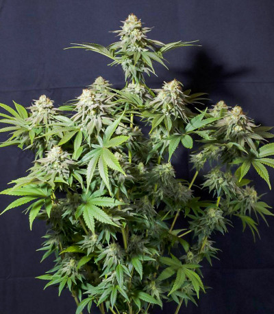 Семена сорта Orange Sherbet FF fem (FastBuds)