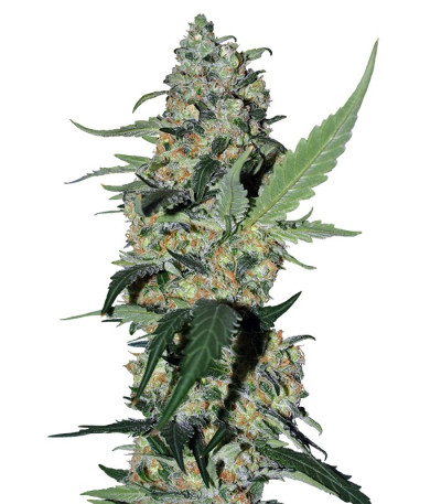 Семена сорта Green Poison F1 Fast Version fem (Sweet Seeds)
